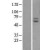 Western Blot: ABCG2 Lysate [NBL1-07187] - Western Blot experiments. 
Left-Control; Right -Over-expression Lysate for ABCG2